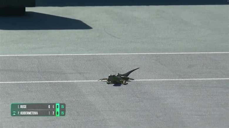 Iguana Intrusion: Miami Open Match Takes Unexpected Turn